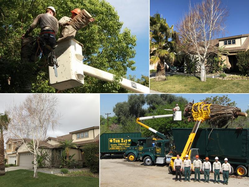 Tom Day Tree Service