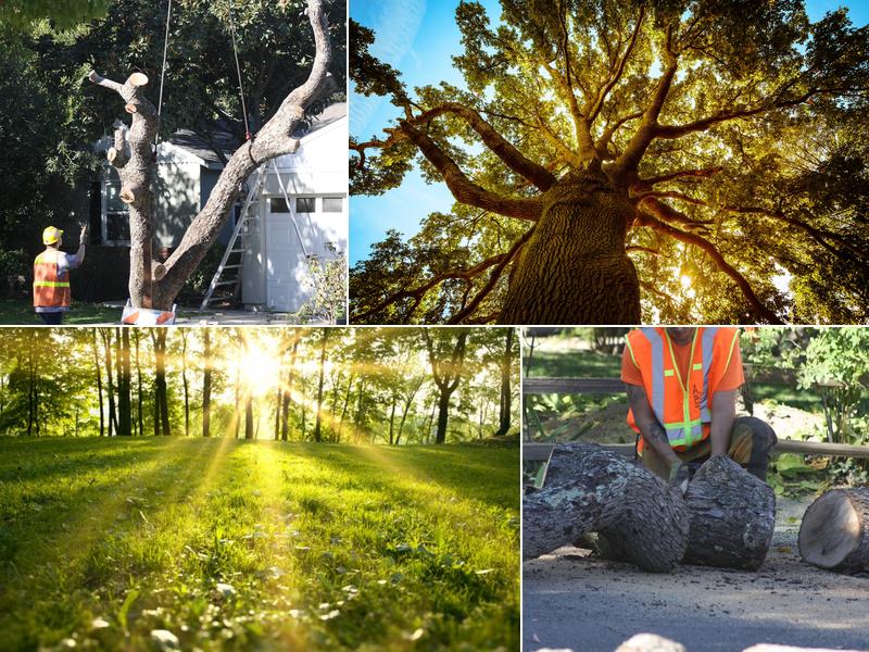 A Better Tree Service