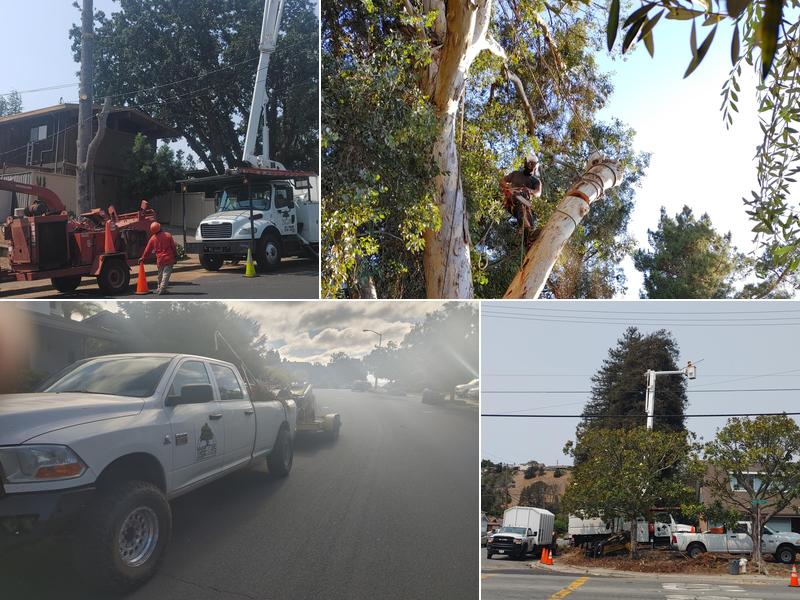 Tree Ops LLC