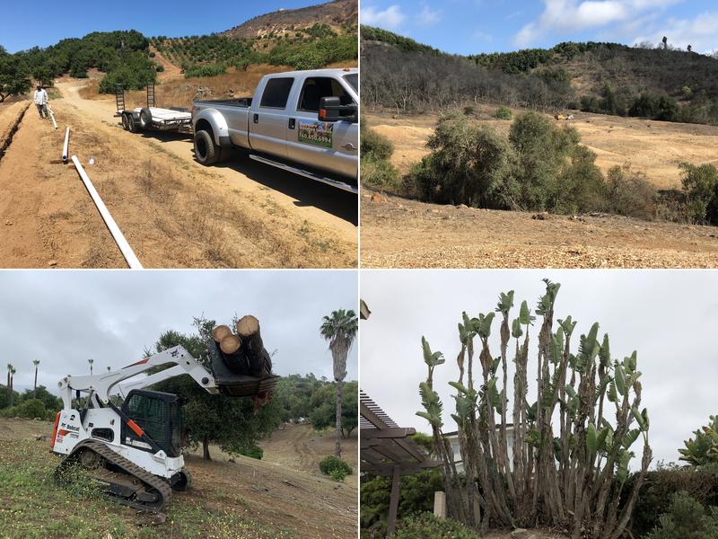 Queretaro Tree Service