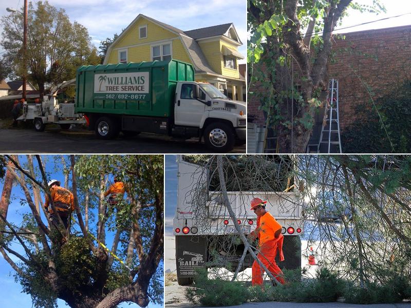 Williams Tree Services