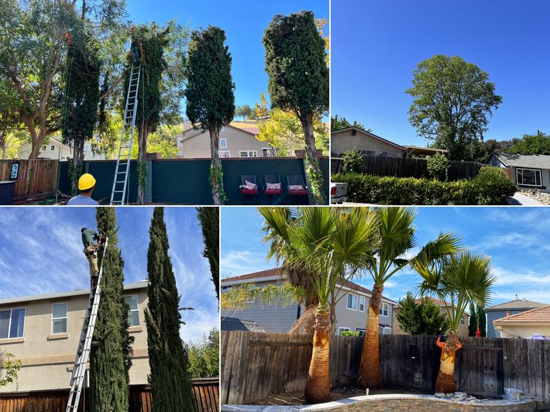CCL Trees Services