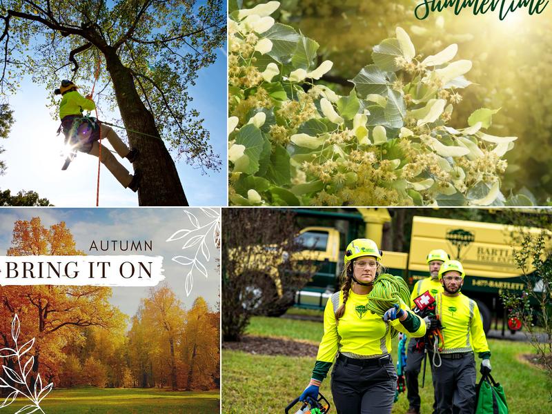 Bartlett Tree Experts