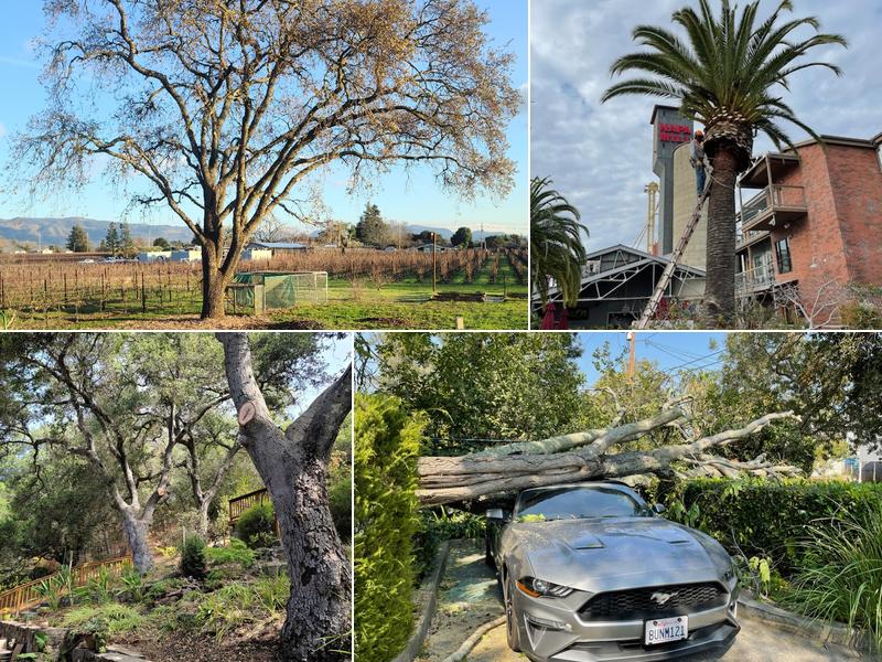 Chris Keller's Tree Services