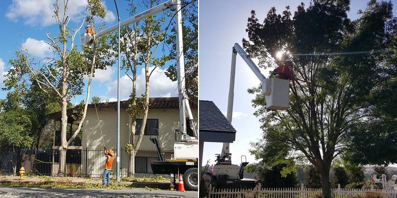 Scovell Tree Surgery