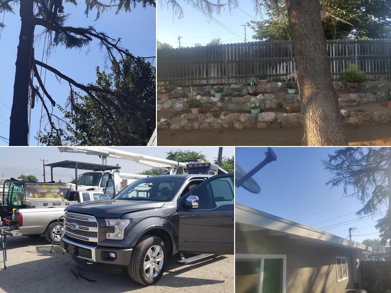 Mowbray Tree Services