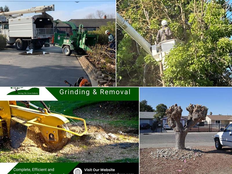 Tree Tech Services