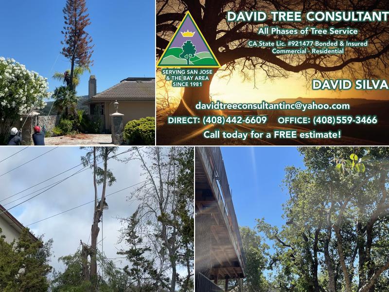 David Tree Consultant