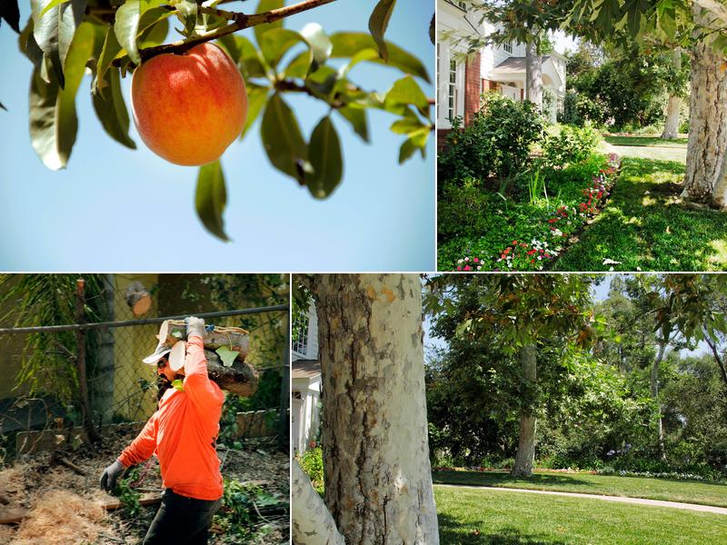 Steven's Tree Experts