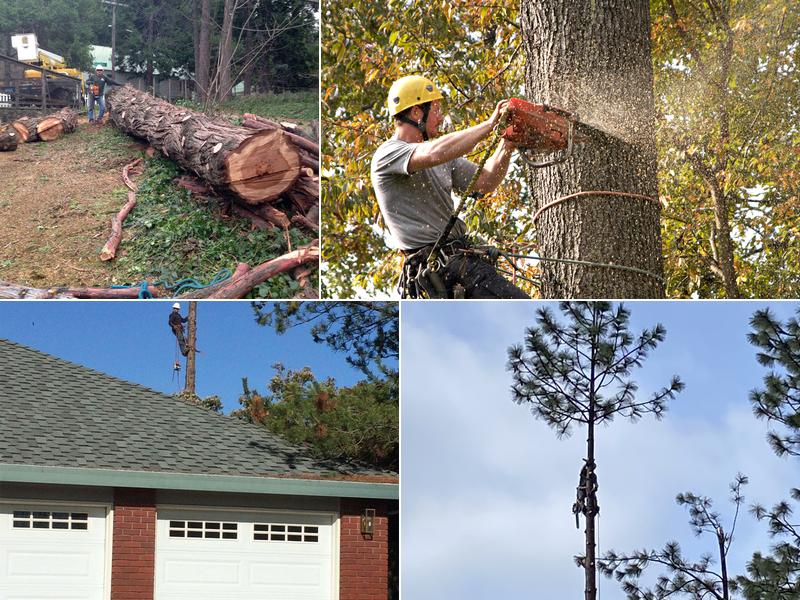 Tree Master-Rapid Shred