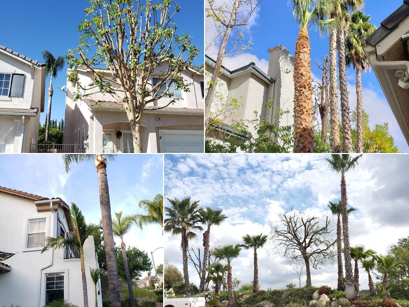 Miguel Gonzales Tree Services