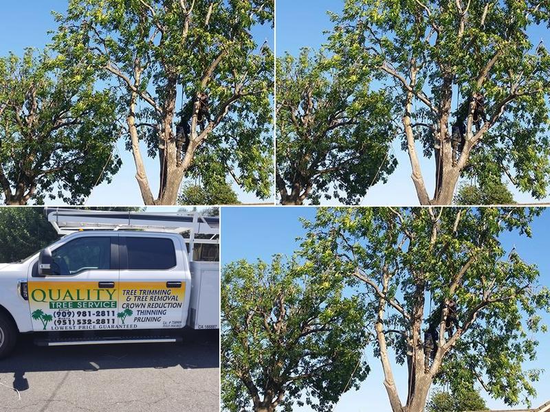 Quality Tree Service
