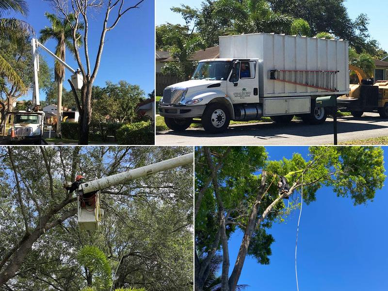 Affordable Tree Service Inc.