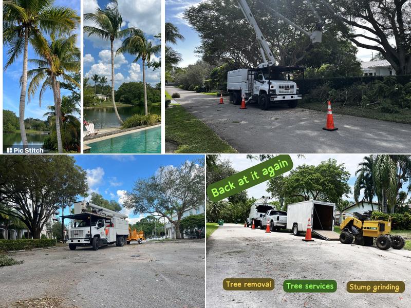 De Jesus stump removal