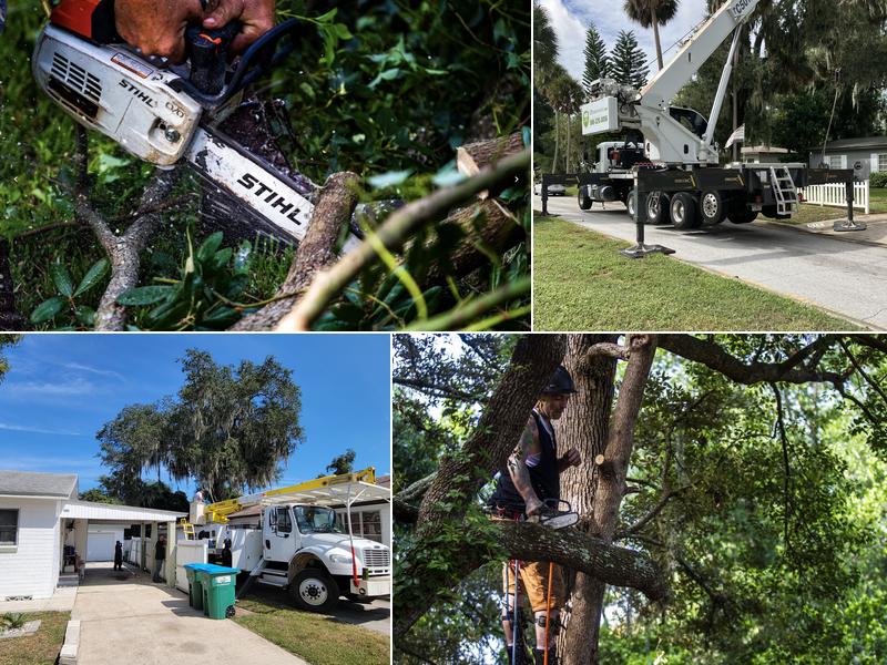 SB Tree Service: Tree Removal & Trimming