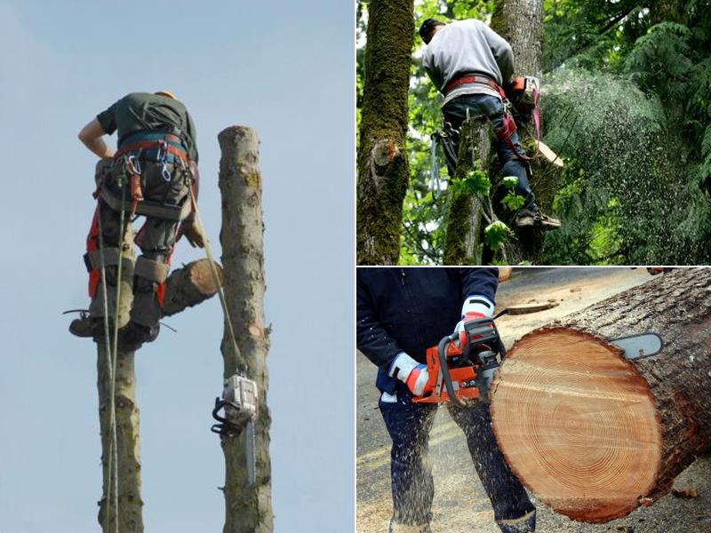 Dave's Tree Service Inc.