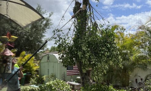 Mike's Tree LLC