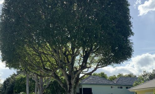 All Brothers Tree Service