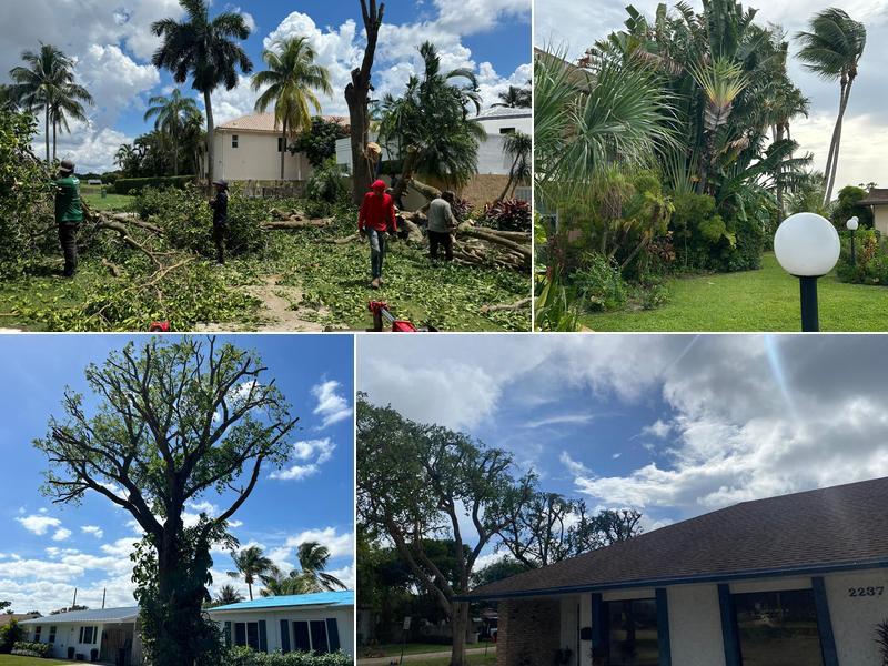 Daniel Valencia Tree Service