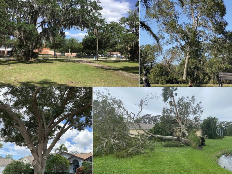 Terry's Tree Service