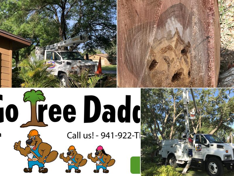 Go Tree Daddy