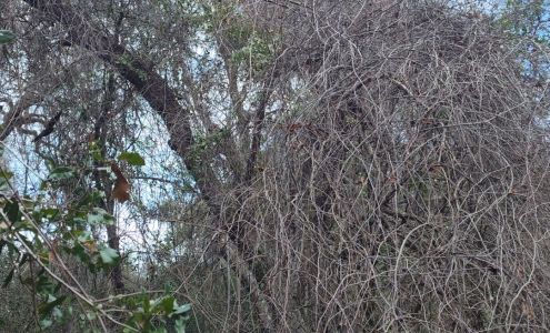 Burford's Tree Surgeons Inc