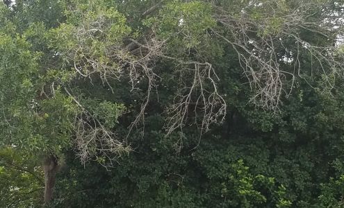 CHEAP TREE SERVICE, LLC