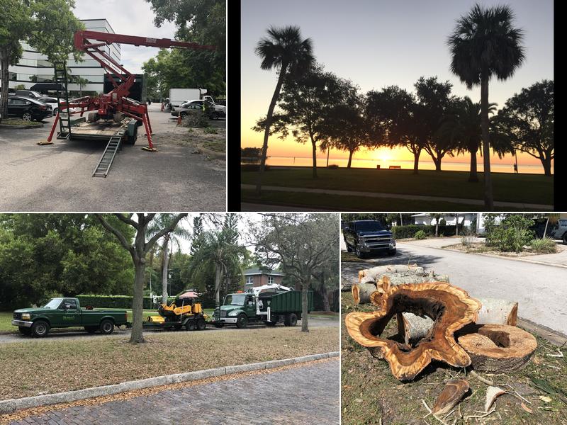 Murray's Tree Service