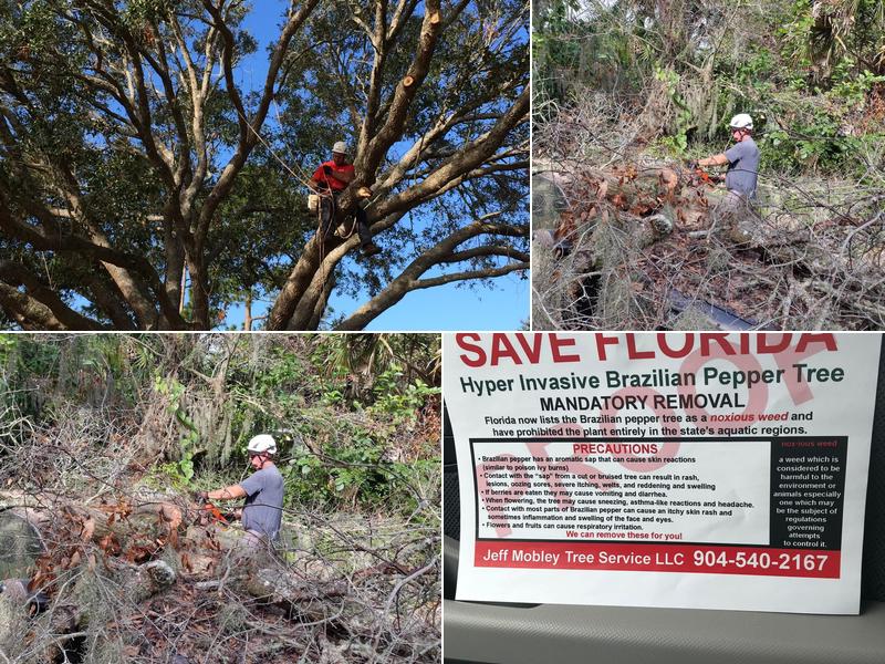 Jeff Mobley Tree Services