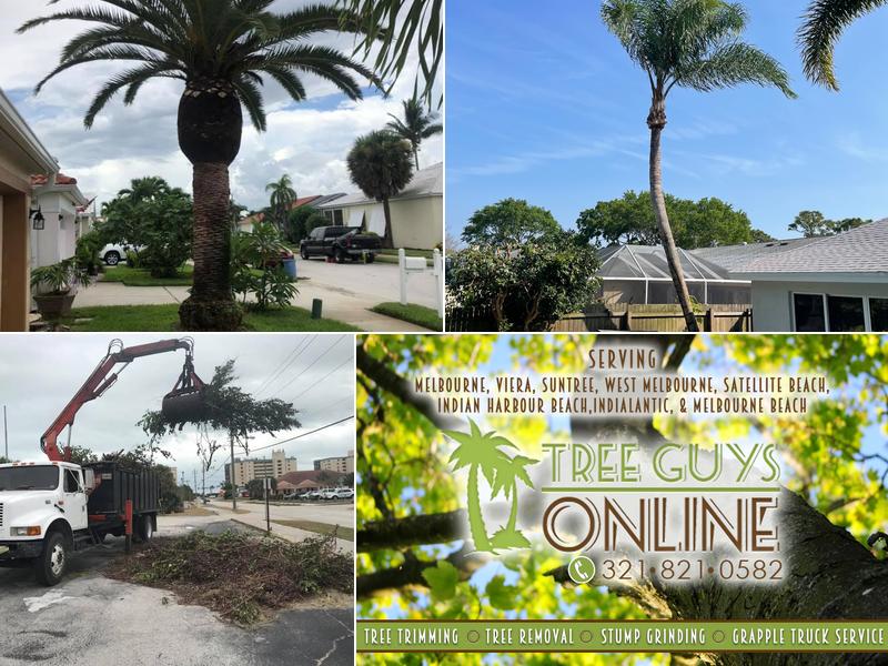 Tree Guys Online - West Melbourne FL Tree Service