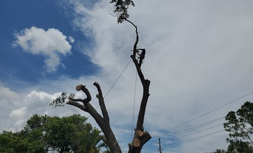 Allen's Tree Works 1886 N Washington Ave, Clearwater Florida 33755