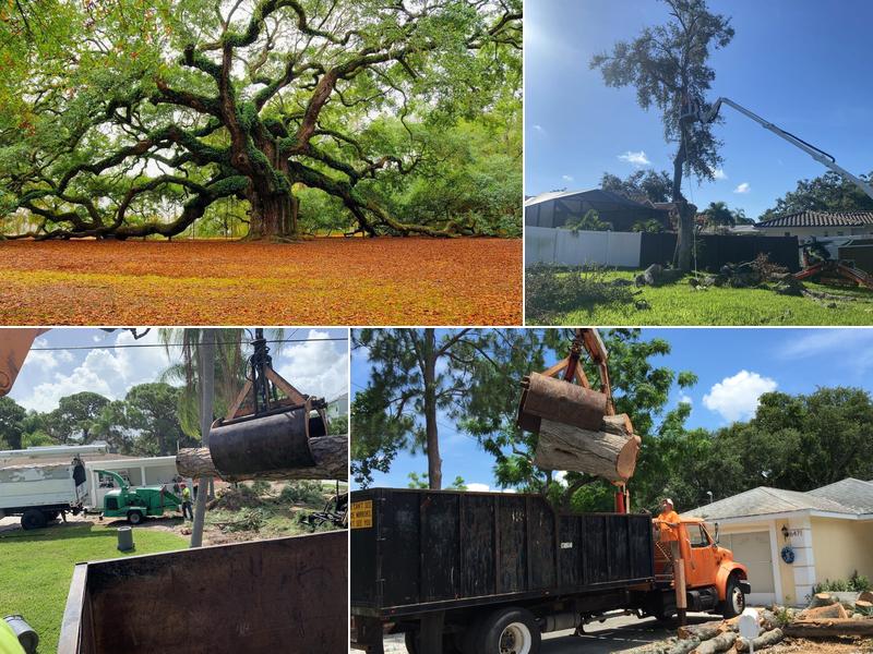 Brian's Quality Tree Service