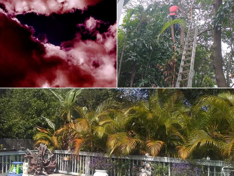 A-1 Miller's Tree Services