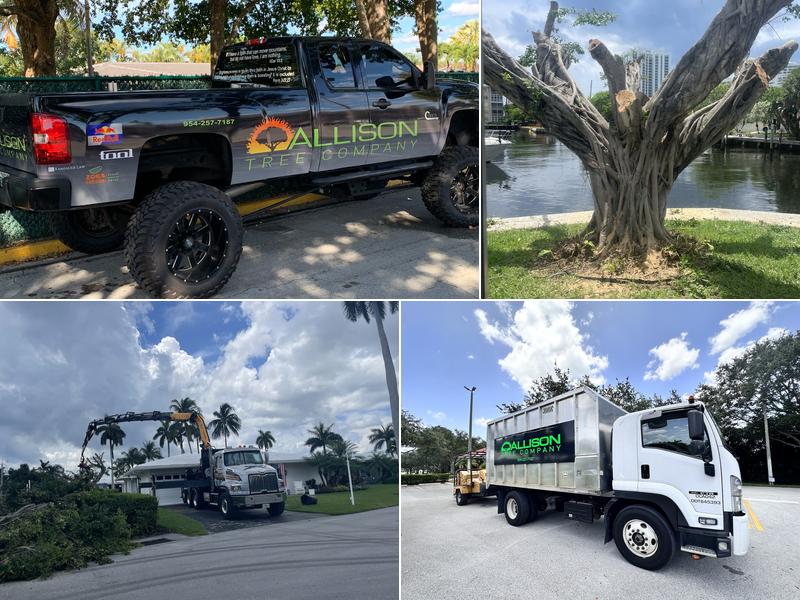 Allison Tree Company