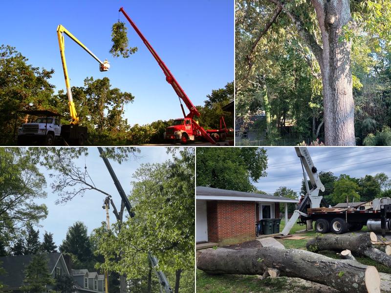Chattanooga Tree Service Inc.