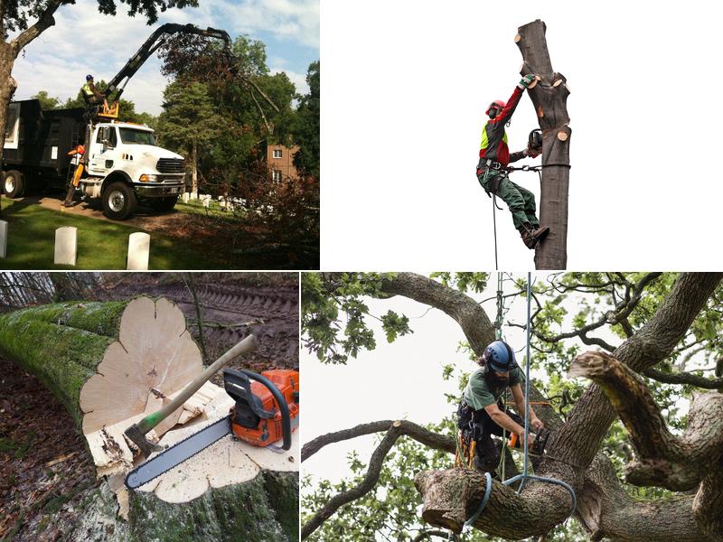 Appalachian Tree Service
