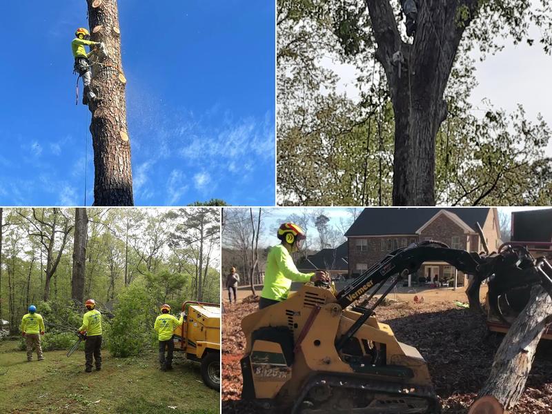 Alpha Tree Professionals