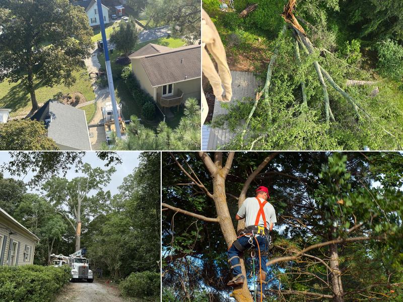 Mike's Tree Service