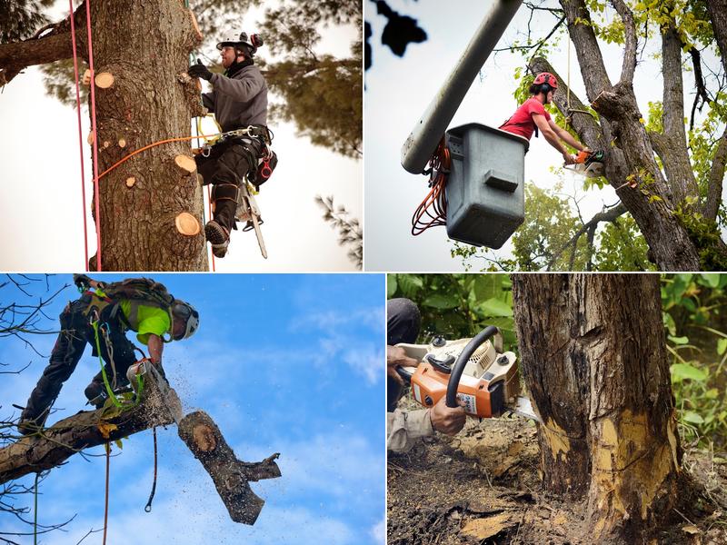 Silver City Tree Service