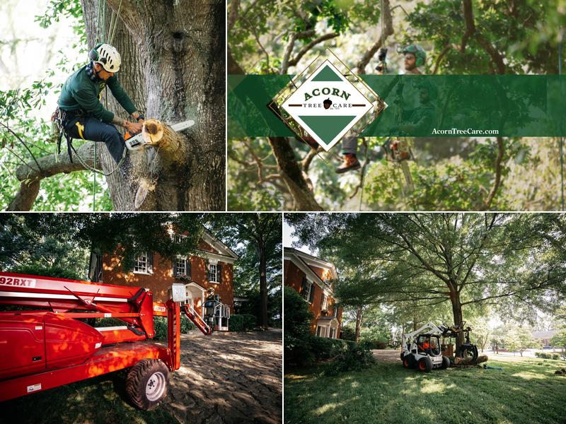 Acorn Tree Care