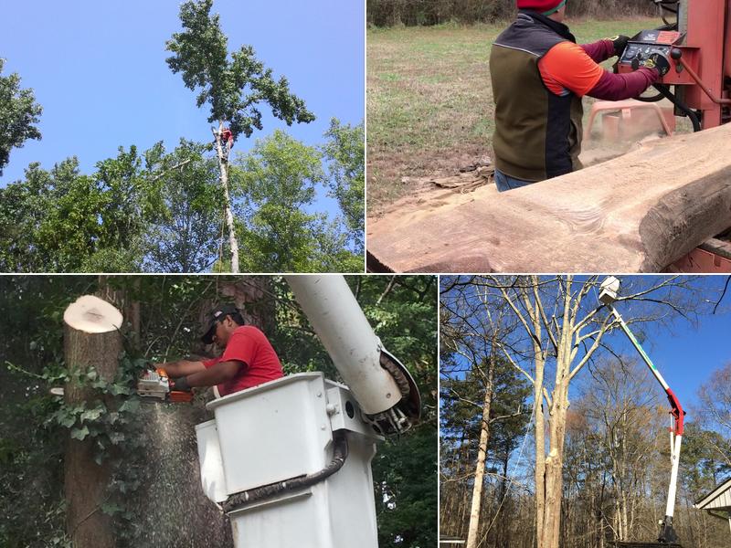 Candido Mejia Tree servirse and landscaping