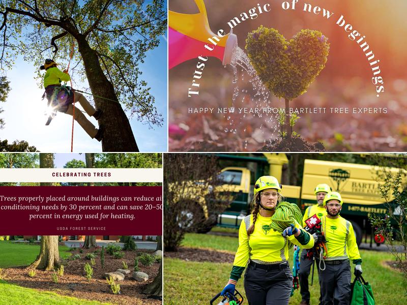 Bartlett Tree Experts