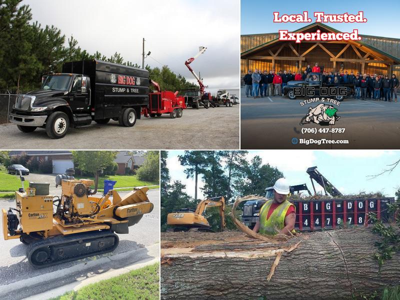 Big Dog Stump & Tree