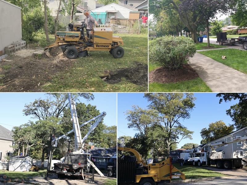 Brookfield Tree Service