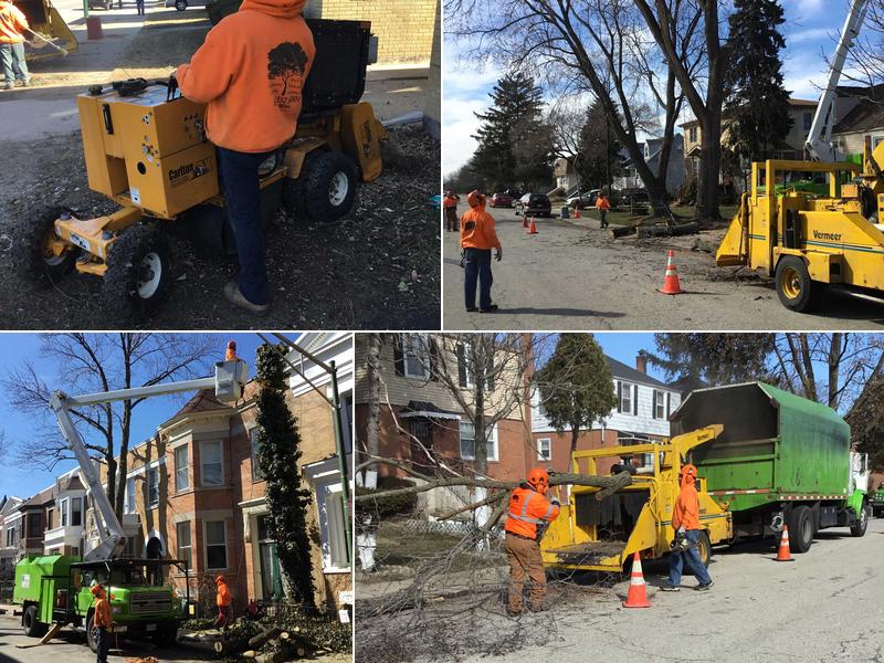 Phenomenal Tree Service