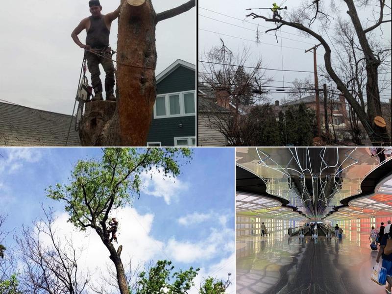 Tiny Tim Tree Services