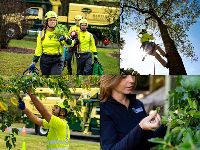 Bartlett Tree Experts