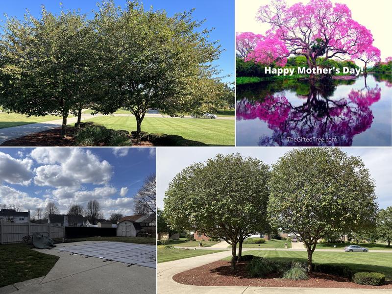 Nuleaf Tree Services, Inc.