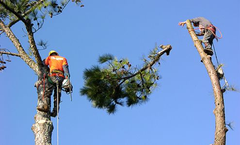 A & B Tree Service 4390 W Goodson Ave, West Terre Haute Indiana 47885