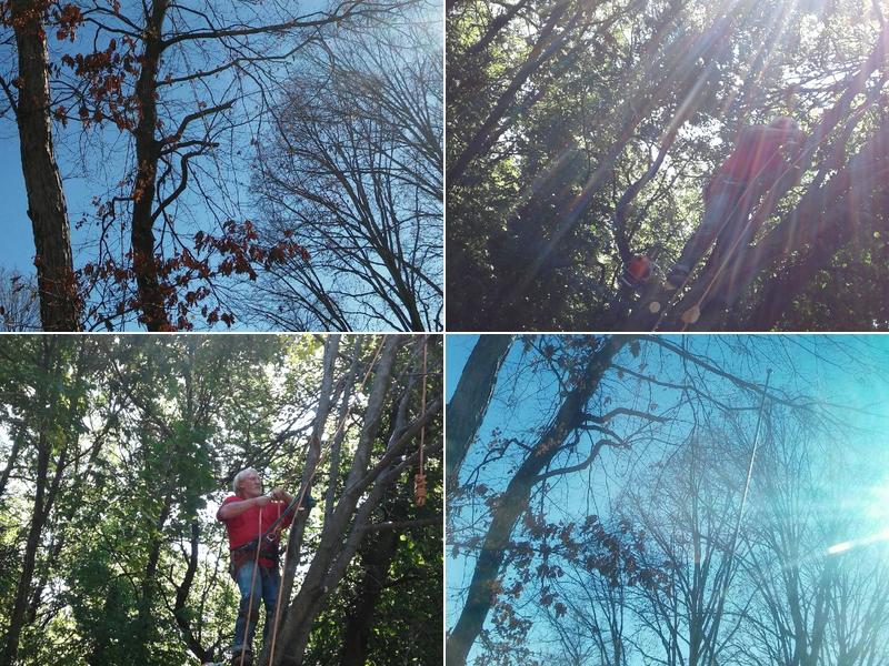 Allens tree and stump removal